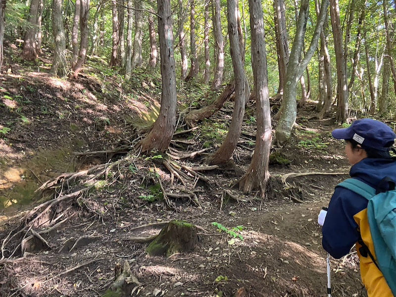 木の根階段